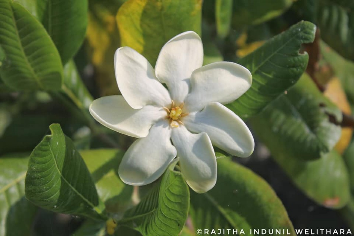 Gardenia fosbergii Tirveng.